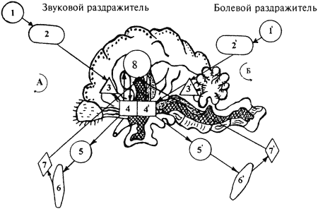 Кинологическое обеспечение деятельности органов и войск МВД РФ - i_005.png