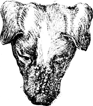 Болезни собак. Краткое руководство. Наружные болезни - i_003.png