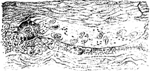 Болезни собак. Краткое руководство. Наружные болезни - i_010.png