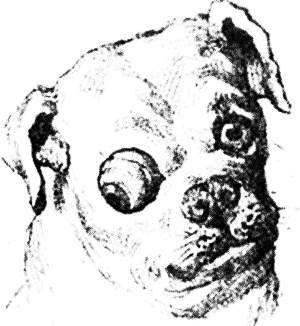 Болезни собак. Краткое руководство. Наружные болезни - i_020.png