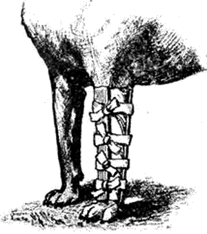 Болезни собак. Краткое руководство. Наружные болезни - i_034.png
