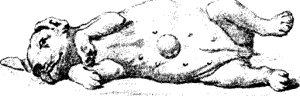 Болезни собак. Краткое руководство. Наружные болезни - i_038.png