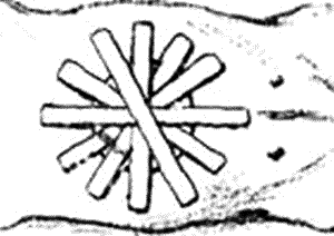 Болезни собак. Краткое руководство. Наружные болезни - i_039.png