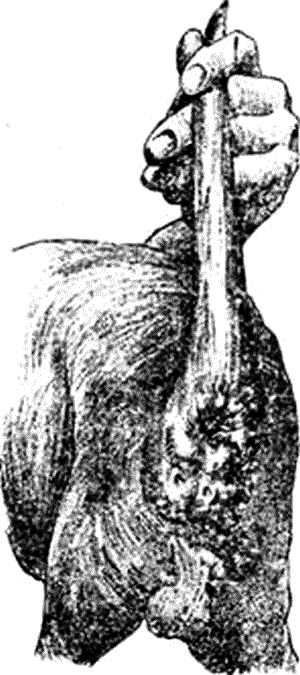 Болезни собак. Краткое руководство. Наружные болезни - i_045.png