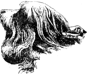 Болезни собак. Краткое руководство. Наружные болезни - i_050.png