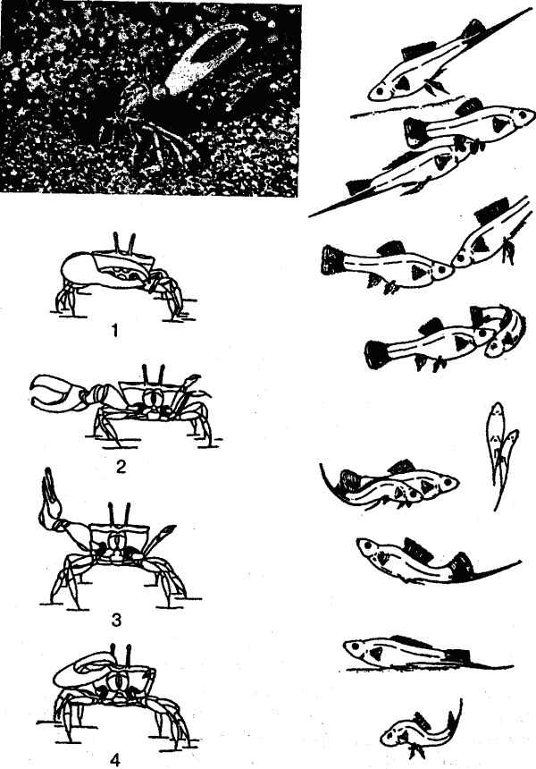 Основы зоопсихологии - i_011.png