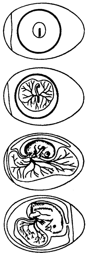 Основы зоопсихологии - i_020.png