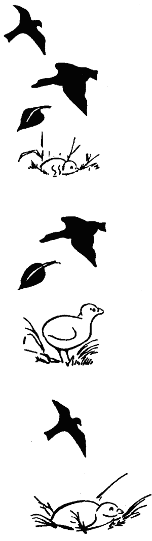 Основы зоопсихологии - i_022.png