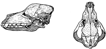 Допинги в собаководстве - i_007.png