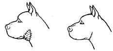 Допинги в собаководстве - i_018.png