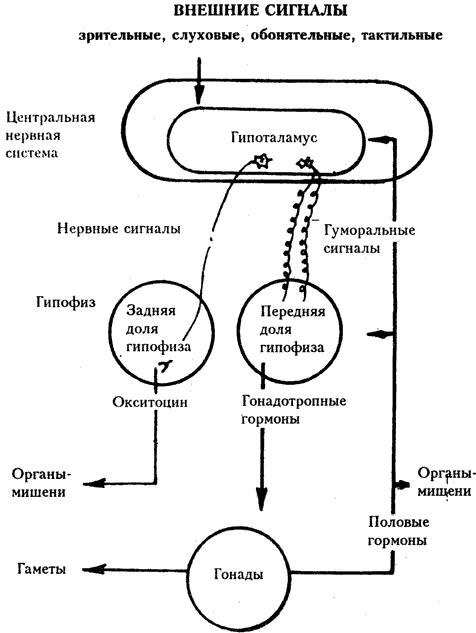 Допинги в собаководстве - i_033.png
