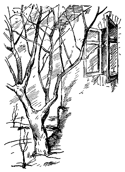 Черный ураган. Честный Эйб - pic_61.png