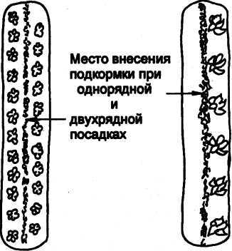 СЕМЕЙНОЕ ОВОЩЕВОДСТВО НА УЗКИХ ГРЯДАХ Опыт использования метода Митлайдера в России - pic_06.jpg