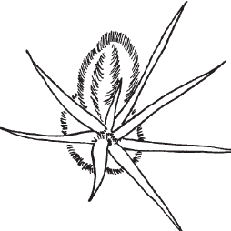 Кактусы - i_001.png