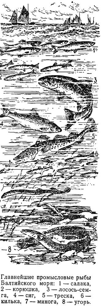 Моря нашей Родины - _27.jpg