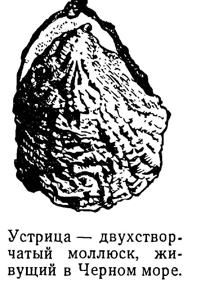 Моря нашей Родины - _33.jpg
