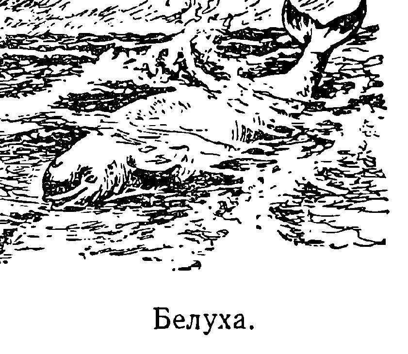 Моря нашей Родины - _114.jpg