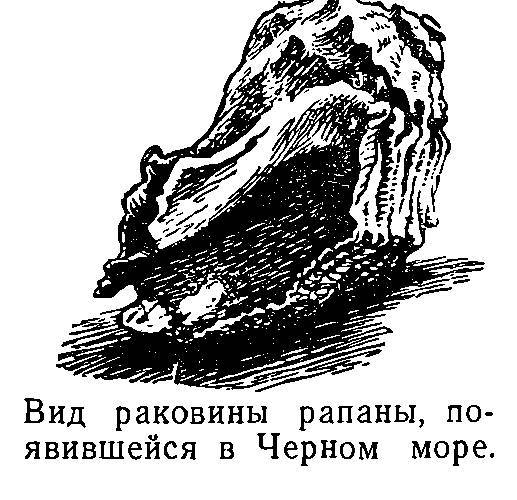 Моря нашей Родины - _36.jpg
