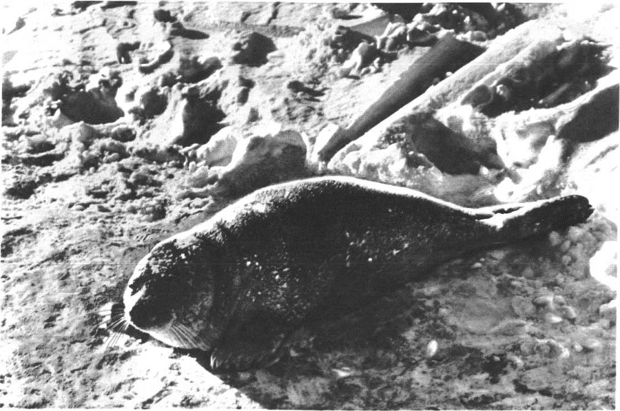 Глобус 1976 - _155.jpg