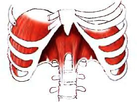 Анатомия йоги - _08.jpg_0