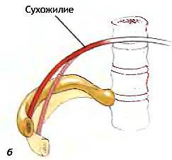 Анатомия йоги - _10.jpg