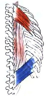 Анатомия йоги - _16.jpg_0