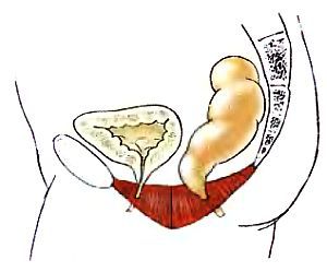 Анатомия йоги - _18.jpg_0