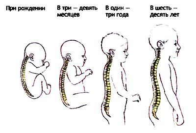 Анатомия йоги - _24.jpg_0