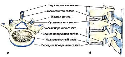 Анатомия йоги - _28.jpg_0