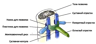 Анатомия йоги - _30.jpg_0