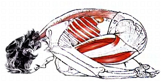 Анатомия йоги - _31.jpg_0