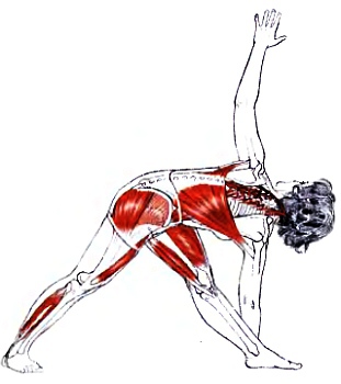 Анатомия йоги - _37.jpg_0