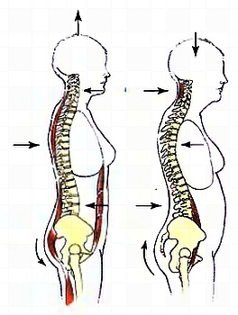 Анатомия йоги - _38.jpg_0