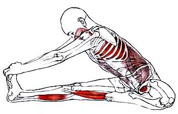 Анатомия йоги - _39.jpg_0