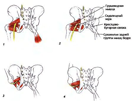 Анатомия йоги - _120.jpg