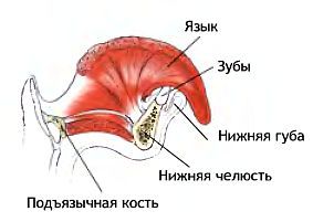 Анатомия йоги - _125.jpg