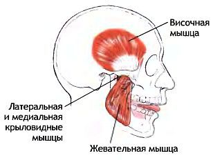 Анатомия йоги - _126.jpg
