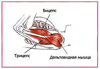 Анатомия йоги - _134.jpg
