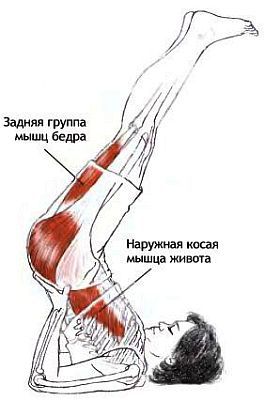 Анатомия йоги - _135.jpg