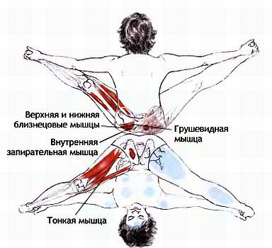 Анатомия йоги - _88.jpg