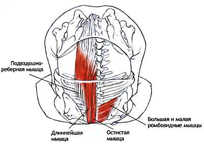 Анатомия йоги - _147.jpg