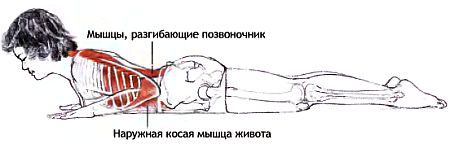 Анатомия йоги - _155.jpg