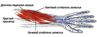 Анатомия йоги - _158.jpg