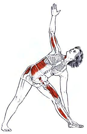 Анатомия йоги - _36.jpg