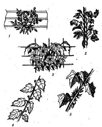 Справочник современного ландшафтного дизайнера - i_055.jpg