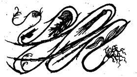 Справочник современного ландшафтного дизайнера - i_060.jpg