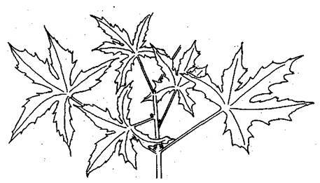Справочник современного ландшафтного дизайнера - i_062.jpg