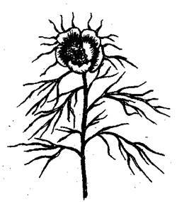 Справочник современного ландшафтного дизайнера - i_080.jpg