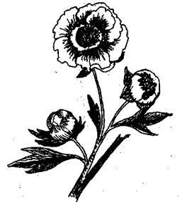 Справочник современного ландшафтного дизайнера - i_082.jpg