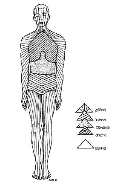 Асана, пранаяма, мудра, бандха - image199.jpg
